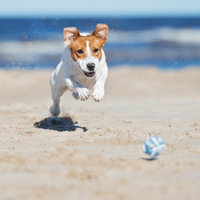 Jack russell terrier dog playing on a beach. By otsphoto